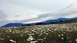 flowering camomiles