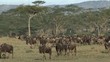 Herd of wildebeest migrating in Serengeti, Tanzania