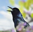 Singing Blackbird
