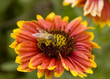 Honey Bee