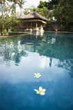 frangipani flowers bali spa pool