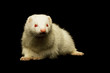 Albino Frettchen