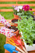 Spring in the garden, potting flowers
