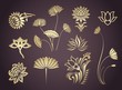 water lily, paisley  floral motifs , wedding, royal India