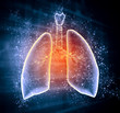 Schematic illustration of human lungs