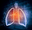 Schematic illustration of human lungs