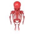 Human Skull