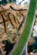 cactus with long thorns