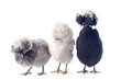 Illustration: poules hollandaises poules hollandaises