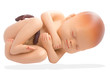 Photo: Embryo pregnancy anatomy model on white background with work pat Embryo pregnancy anatomy model on white background with work pat