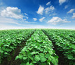 field agiculture green grass blue sky