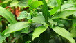 Green leaf after rain