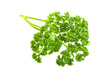 Parsley branch