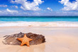  Seestern auf einem tropischen Strand und blauen Sommerhimmel.