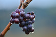 Weinrebe