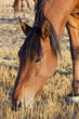 Wild Mustang Horses 