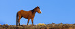 Wild Mustang Horses 