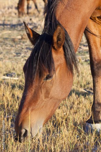 Photo: Wild Mustang Horses Wild Mustang Horses