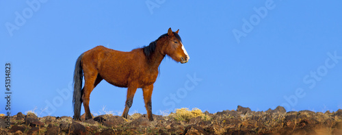 Photo: Wild Mustang Horses Wild Mustang Horses