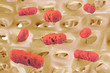 Salmonellae - 3D Rendering