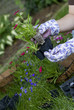gardener pulls out annual flower from holder to plant 