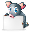 A Black Pig Holding An Empty S...