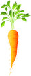 A carrot