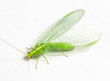 Chrysopidae green lacewing