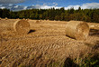 field