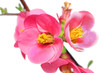 Flowers of Chaenomeles Japonica (Japanese Quince) blossoming.