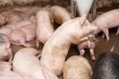 Pig farm