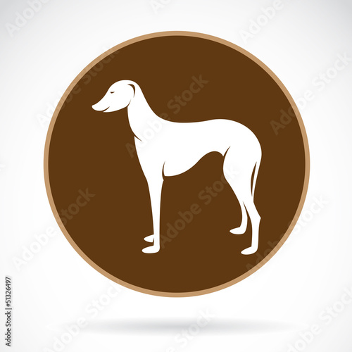 Vector: Vector image of an dog (azawakh) , illustration - vector Vector image of an dog (azawakh) , illustration - vector