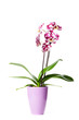 Orchidee
