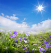 art floral spring or summer background