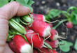 récolte de radis du potager