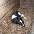 Calf