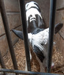 Photo: Calf Calf