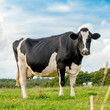 Photo: Cow in meadow Cow in meadow