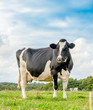 Photo: Cow in meadow Cow in meadow