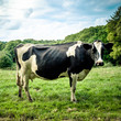 Photo: Cow in meadow Cow in meadow