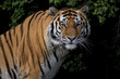 Stare of a severe Siberian Tiger