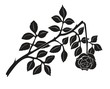 rose1104a