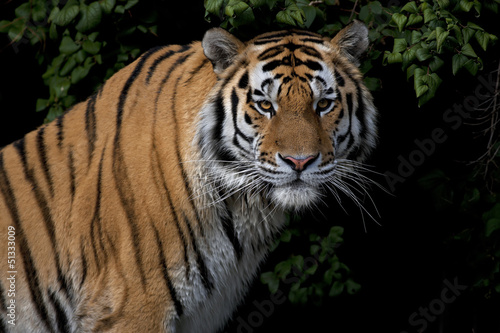 Photo: Stare of a severe Siberian Tiger Stare of a severe Siberian Tiger