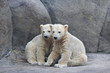 Brotherhood of polar bear cubs