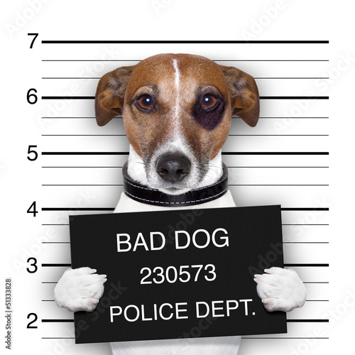Photo: mugshot dog mugshot dog