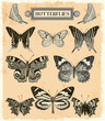 Butterflies collection