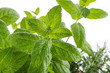 Menta - Mint