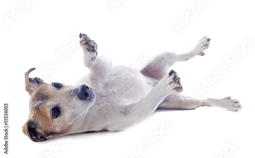 Photo: playing jack russel terrier playing jack russel terrier