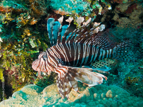 Photo: common lionfish (Pterois volitans) common lionfish (Pterois volitans)