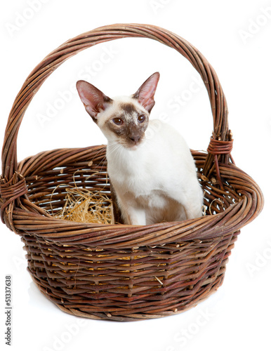 Photo: Siamese Cat sitting in a big basket Siamese Cat sitting in a big basket